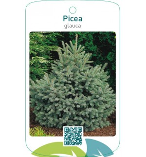 Picea glauca