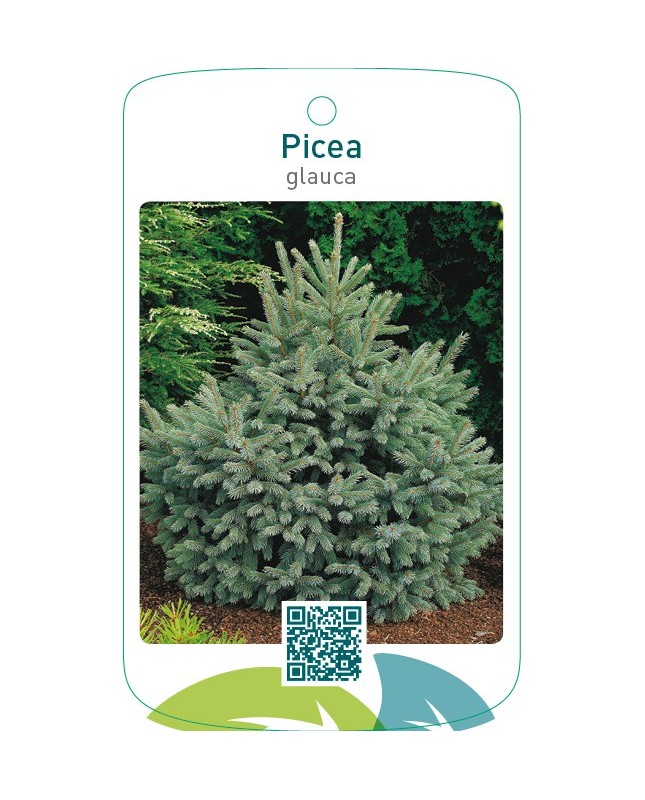 Picea glauca