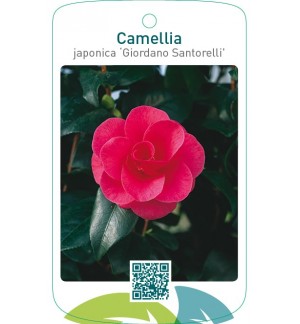 Camellia japonica ‘Giordano Santorelli’