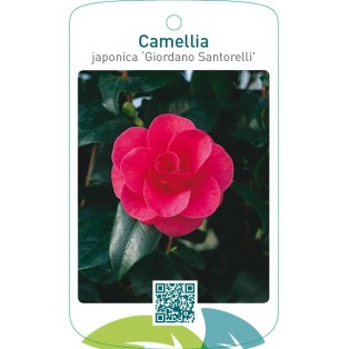 Camellia japonica ‘Giordano Santorelli’