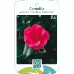 Camellia japonica ‘Giordano Santorelli’