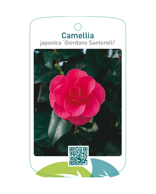 Camellia japonica ‘Giordano Santorelli’