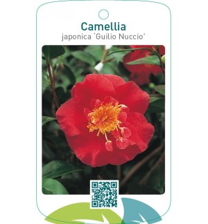 Camellia japonica ‘Guilio Nuccio’