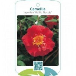 Camellia japonica ‘Guilio Nuccio’