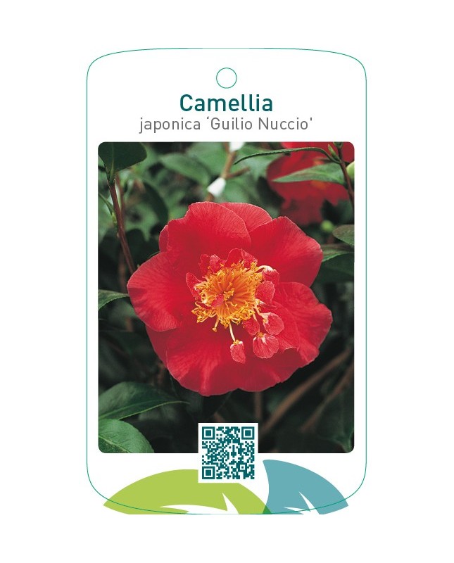 Camellia japonica ‘Guilio Nuccio’