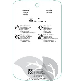 Etichette di Camellia japonica ‘Guilio Nuccio’ *