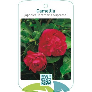 Camellia japonica ‘Kramer`s Supreme’