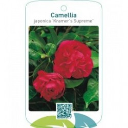 Camellia japonica ‘Kramer`s Supreme’
