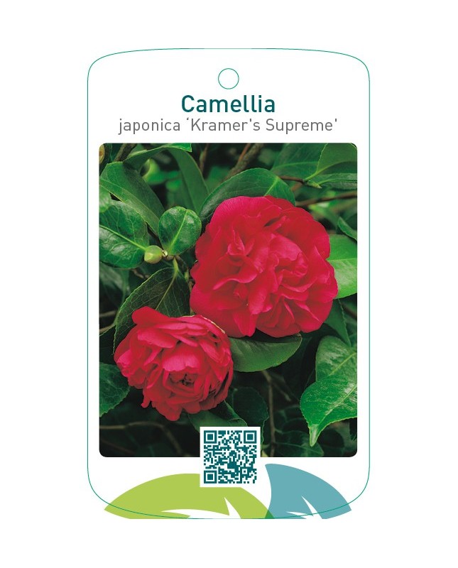 Camellia japonica ‘Kramer`s Supreme’