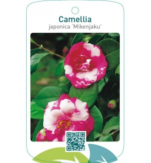 Camellia japonica ‘Mikenjaku’