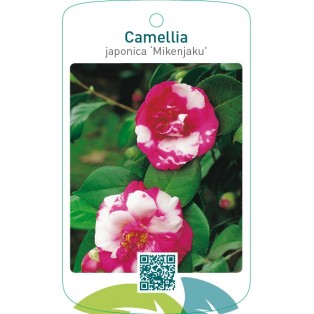 Camellia japonica ‘Mikenjaku’
