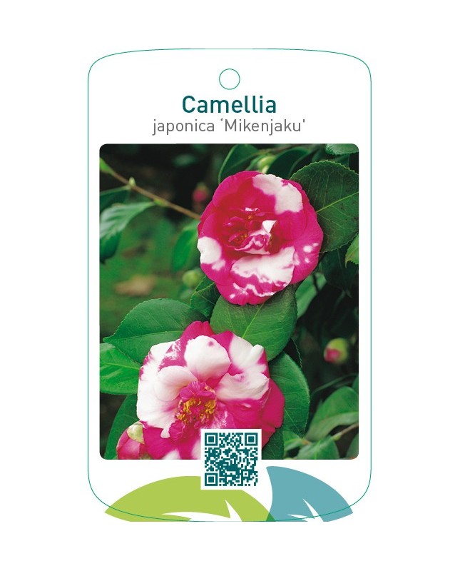 Camellia japonica ‘Mikenjaku’
