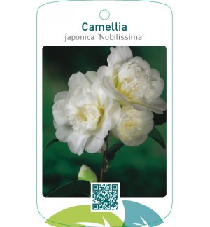 Camellia japonica ‘Nobilissima’