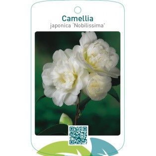 Camellia japonica ‘Nobilissima’
