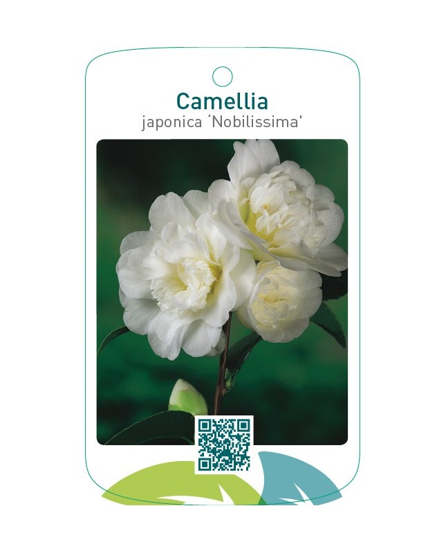 Camellia japonica ‘Nobilissima’