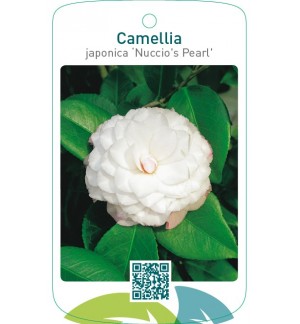 Camellia japonica ‘Nuccio`s Pearl’