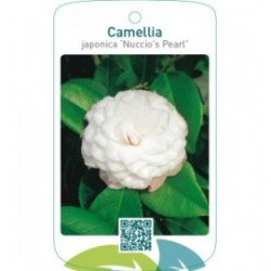 Camellia japonica ‘Nuccio`s Pearl’