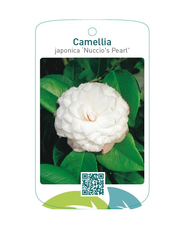 Camellia japonica ‘Nuccio`s Pearl’