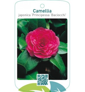 Camellia japonica ‘Principessa Baciocchi’