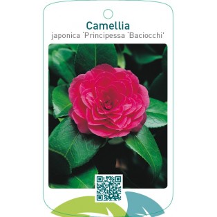 Camellia japonica ‘Principessa Baciocchi’
