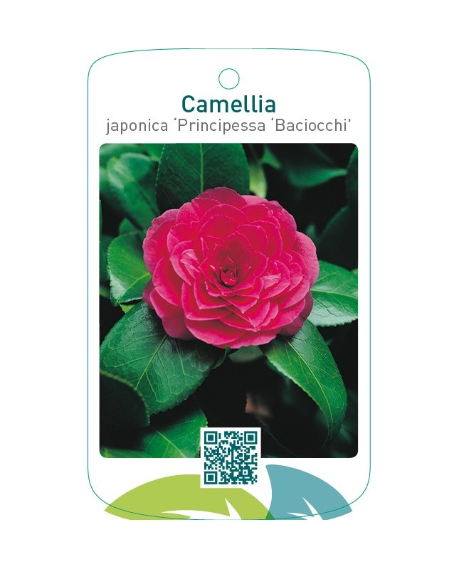 Camellia japonica ‘Principessa Baciocchi’
