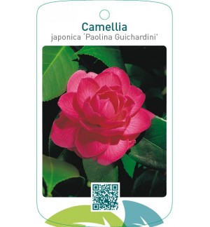 Camellia japonica ‘Paolina Guichardini’