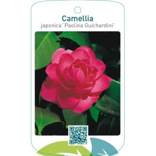 Camellia japonica ‘Paolina Guichardini’