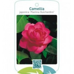 Camellia japonica ‘Paolina Guichardini’