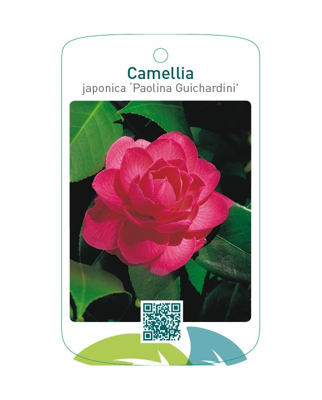 Camellia japonica ‘Paolina Guichardini’
