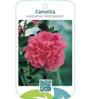 Camellia xwilliamsii ‘Anticipation’