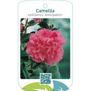 Camellia xwilliamsii ‘Anticipation’