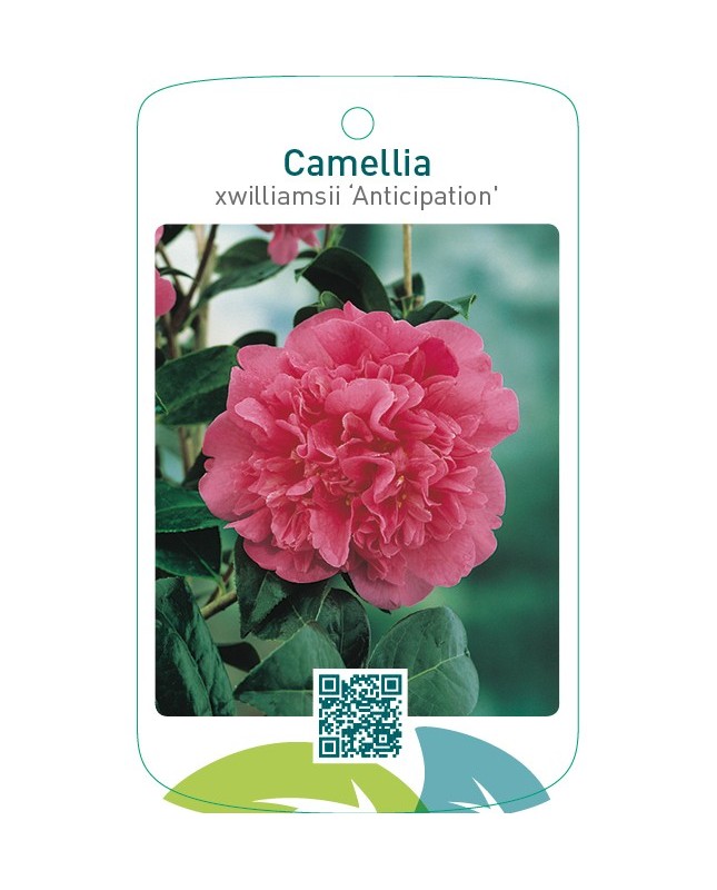 Camellia xwilliamsii ‘Anticipation’