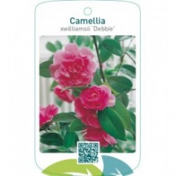 Camellia xwilliamsii ‘Debbie’