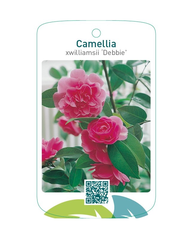 Camellia xwilliamsii ‘Debbie’