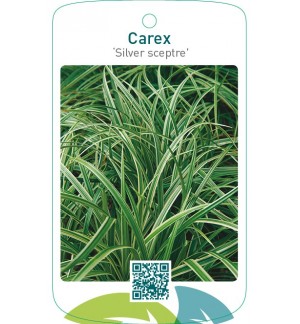 Carex ‘Silver sceptre’