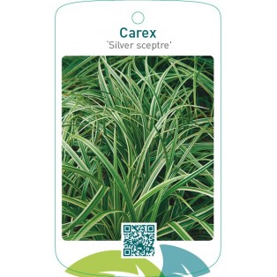 Carex ‘Silver sceptre’