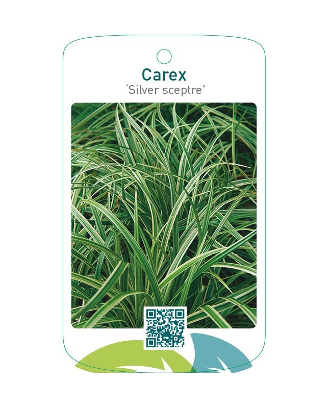 Carex ‘Silver sceptre’