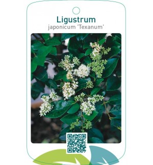 Ligustrum japonicum ‘Texanum’