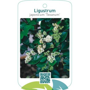 Ligustrum japonicum ‘Texanum’