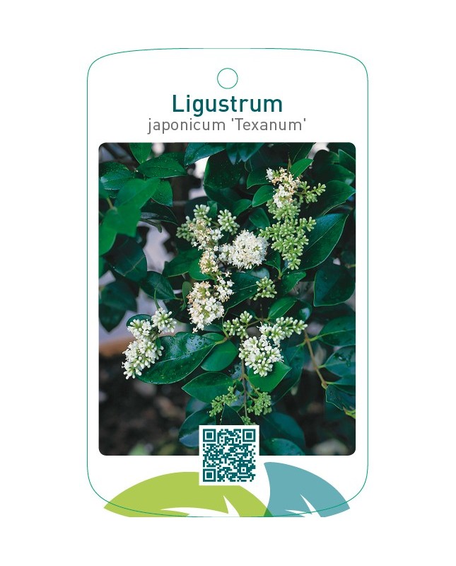 Ligustrum japonicum ‘Texanum’