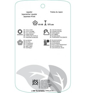 Etichette di Ligustrum japonicum ‘Texanum’ *