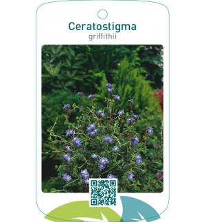 Ceratostigma griffithii