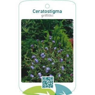 Ceratostigma griffithii