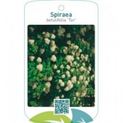 Spiraea betulifolia ‘Tor’