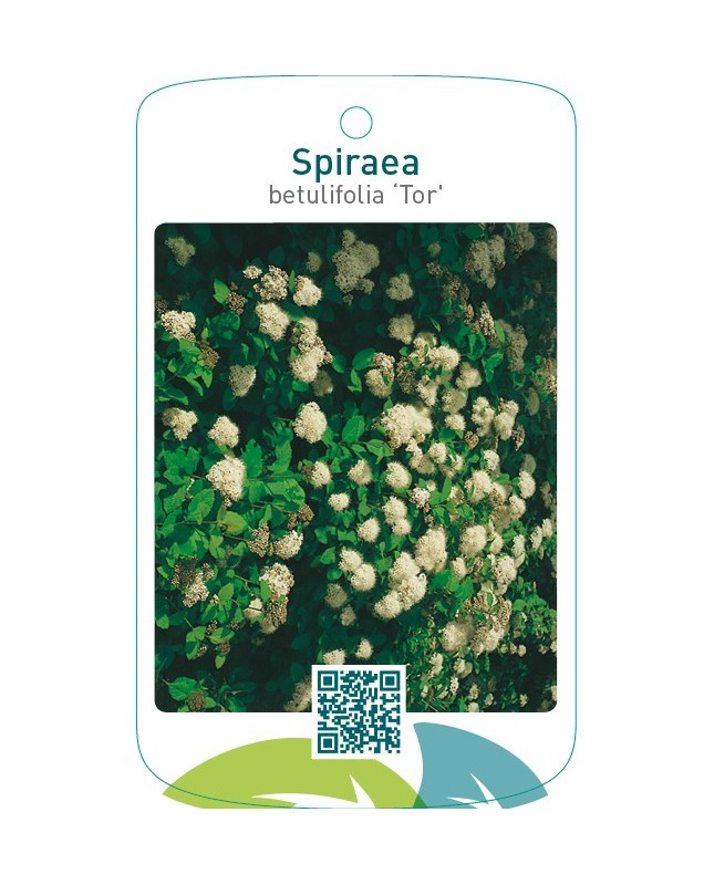 Spiraea betulifolia ‘Tor’