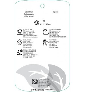 Etichette di Spiraea betulifolia ‘Tor’ *