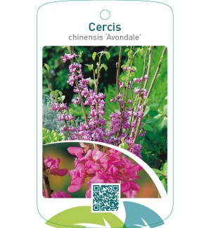 Cercis chinensis ‘Avondale’