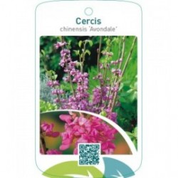 Cercis chinensis ‘Avondale’