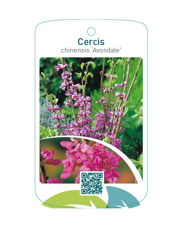 Cercis chinensis ‘Avondale’