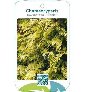 Chamaecyparis lawsoniana ‘Sunkist’